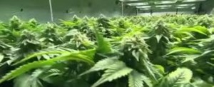 cannabis coltivazione2